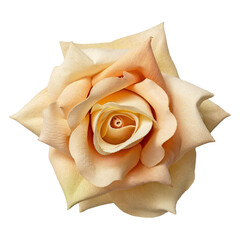 Yellow rose flower top view isolated on transparent background, clipping path included.