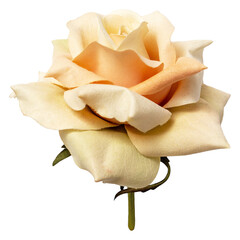 Pale yellow artificial hand made rose on transparent background.