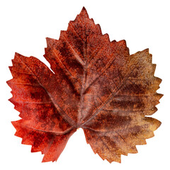 Autumn Maple leaf. colorful Autumn red maple leaf backlite on transparent background.