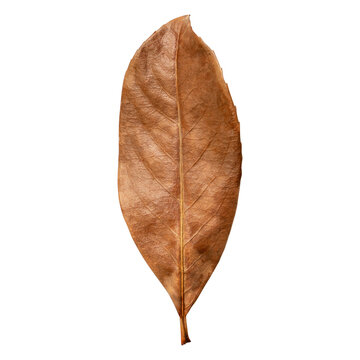 Brown dry leaves on a transparent background. Creative fall season concept. Heap of dry leaves.