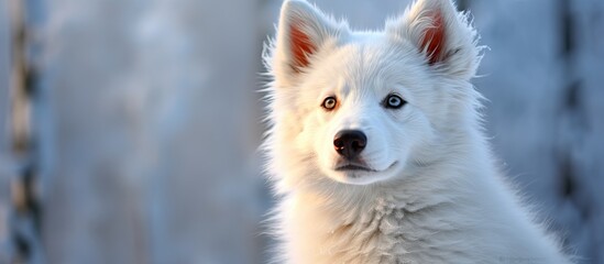breathtaking winter landscape, a young white dog with a stunning coat stands out against the snowy background, its blue eyes and cute face enhancing the natural beauty of the scene. The dogs portrait - obrazy, fototapety, plakaty