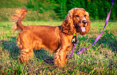 A cocker spaniel dog stands on a lawn. The dog is kept on a leash. Hunter. A dog with its mouth open shows its tongue. The photo is blurred