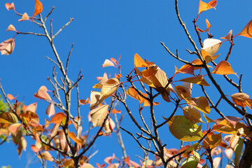 長崎の中町公園の桜の紅葉と青空