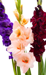 gladiolus flowers isolated