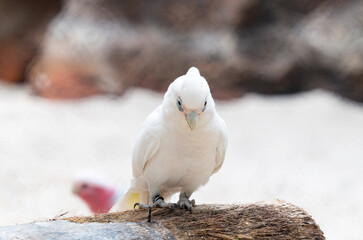 beautiful white parrot