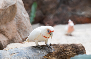 beautiful white parrot