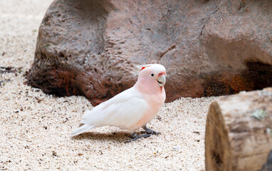 beautiful white parrot