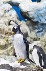 beautiful penguins