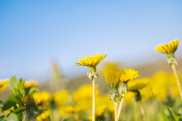 Fototapeta premium dandelions blooming in the meadow