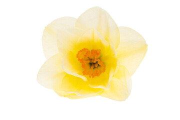beautiful narcissus flowers isolated