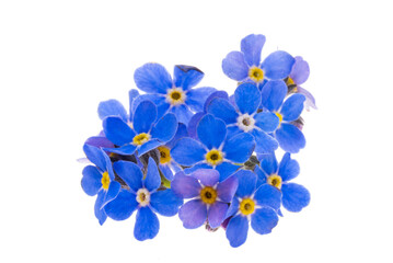 beautiful forget-me-not flowers isolated