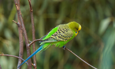 beautiful parrots in the park