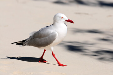 Silberkopfmöwe // Silver gull, Red-billed Gull (Chroicocephalus novaehollandiae) - Neukaledonien