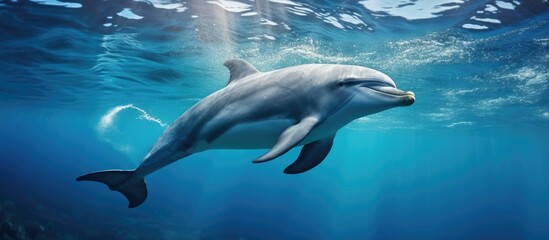 Bottlenose dolphin breathing near the surface, photo taken in Tenerife.
