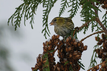 eurasian siskin on the tree