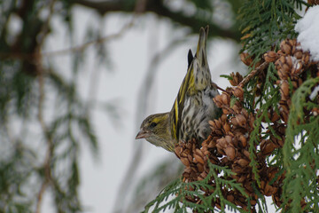 siskin on the tree