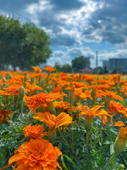 flowers grow in the city on flower beds under a blue sky with clouds