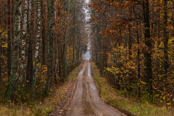 road in autumn forest