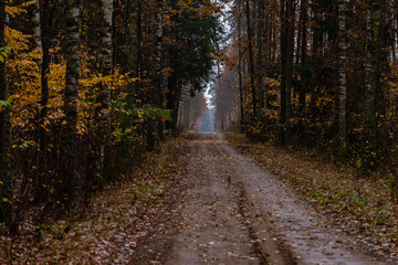 path in autumn forest