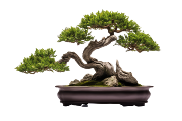 bonsai tree