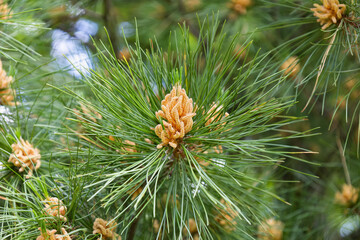 Blossom of Macedonian pine. Male pollen producing strobili. New male cone of Balkan pine. Pinus peuce. Yellow cluster pollen-bearing microstrobiles of white pine group, Pinus subgenus Strobus.