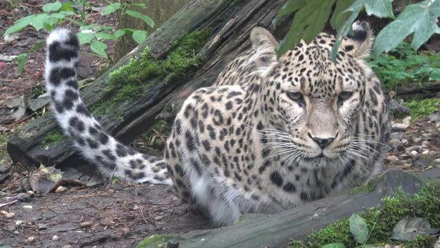 Persian leopard (Panthera pardus saxicolor) is a magnificent animal from which it comes genuine respect