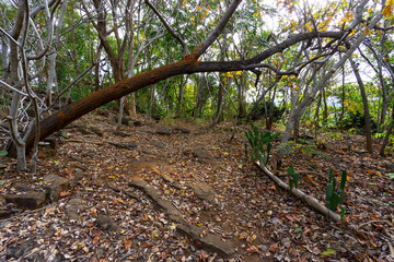 Jungle walks and tracks native rainforest with its diverse and natural habitat for plants and...
