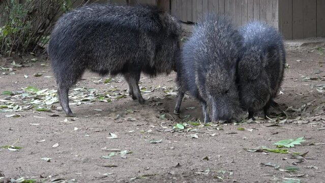 Chacoan peccary (Catagonus wagneri), also known as the tagua.
