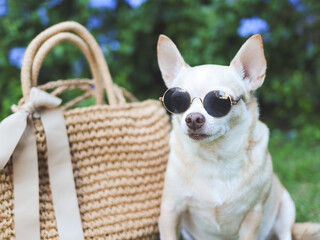  brown chihuahua dog wearing sunglasses  sitting  with straw bag on  green grass in the garden,...