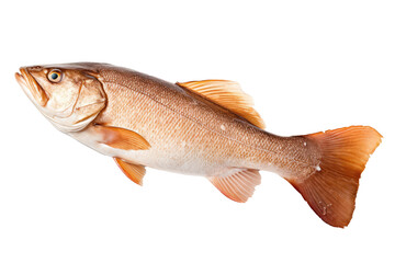Obraz premium Atlantic Cod