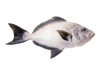 Obraz premium Atlantic Halibut