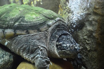 turtle on the rock
