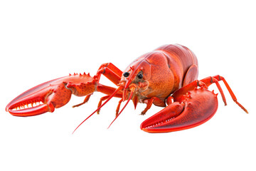 Norwegian Lobster