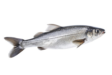 Fototapeta premium SaitheCoalfish