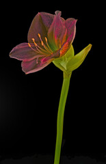 amarylis flower on dark background