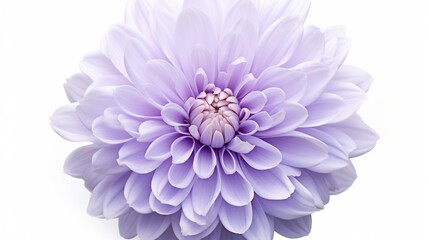 A lavender-colored chrysanthemum, its petals looking soft and inviting, surrounded by pure white.