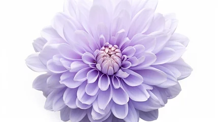 Wandcirkels plexiglas A lavender-colored chrysanthemum, its petals looking soft and inviting, surrounded by pure white. © Ahmad