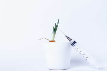 Growing plants in the laboratory. Sprouted green onions on a white background. Pesticides and...