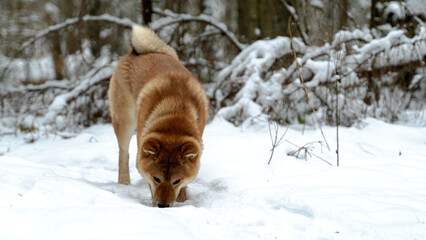 A dog of the Shiba Inu breed in a winter sunny forest