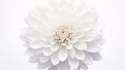 A lone chrysanthemum, its layered petals and central details captured in high-definition against a spotless white background.
