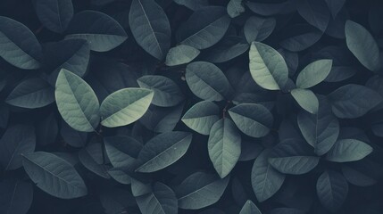 Abstract background, dark tone, vintage, retro style, tree leaves made with filter color. selective focus