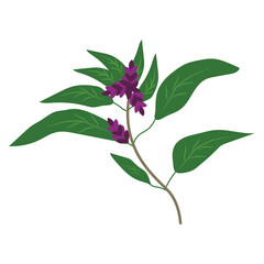 Drawing tulsi, holy basil, Ocimum tenuiflorum, hand drawn. トゥルシー、ホーリーバジル、オシマム・テヌイフロラム、手描きを描きます。