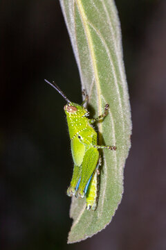 Image of green grasshopper(Ceratonia viridis) on nature background. Insect Animal