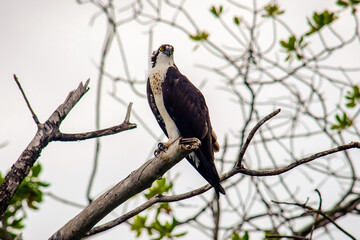 Eagle close up in Jamaica