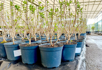 Fruit trees in the nursery of fruit plants