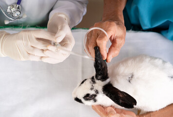 top view of vet doctor injects medicine into ill rabbits, concept of using animal for testing...