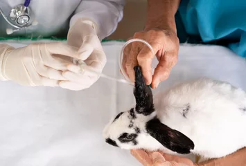 Foto op Canvas top view of vet doctor injects medicine into ill rabbits, concept of using animal for testing experiment drugs treatments and cosmetics, scientist research sick rabbit pets at clinic © PINA