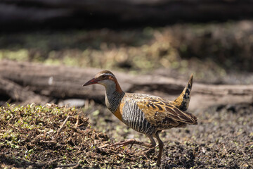Buff-banded rail bird