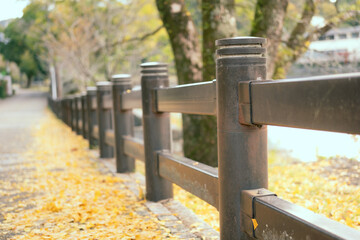 Close-up at roadside fence with yellow ginkgo tree on ground and beautiful nature in the Autumn season as background.