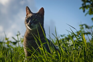 Tabby cat in the grass
